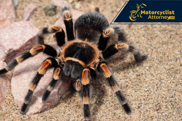 death valley crash after tarantula sighting